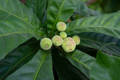 Close-up of berries growing on plant