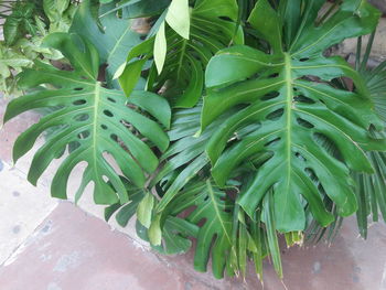 High angle view of leaves in potted plant