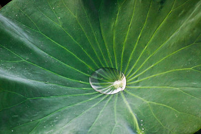 Close-up of insect on leaf