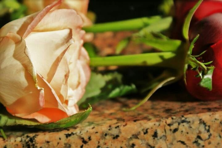 close-up, freshness, focus on foreground, selective focus, vegetable, plant, mushroom, food and drink, nature, growth, no people, red, leaf, fragility, indoors, still life, flower, food, day, fungus