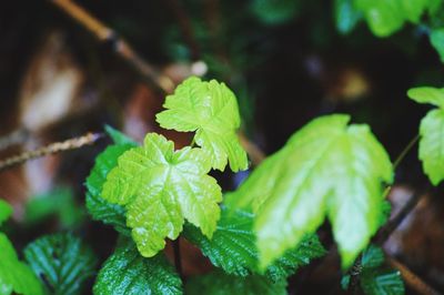 Close-up of green leaves