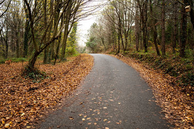 Road amidst trees in forest during autumn