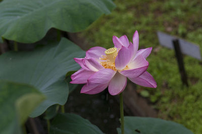 Close-up of pink lotus water lily