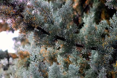 Close-up of leaves on tree