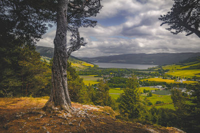 Trees on field against sky