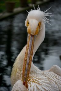 Close-up of pelican