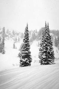 Snow covered trees on field