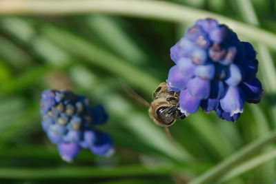 Close-up of insect on purple flower