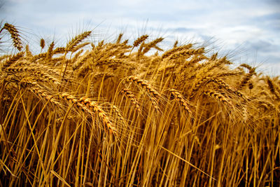 Close-up of crops on field against sky