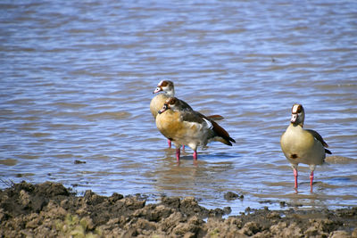 Ducks on lake