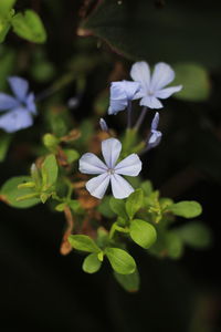 Close-up of white flowers blooming outdoors