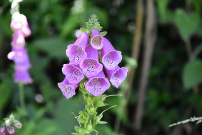 Close-up of foxglove flowers blooming at park