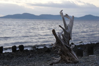 Scenic view of driftwood on beach against sky