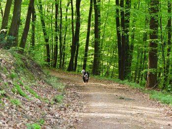 People walking on dirt road in forest