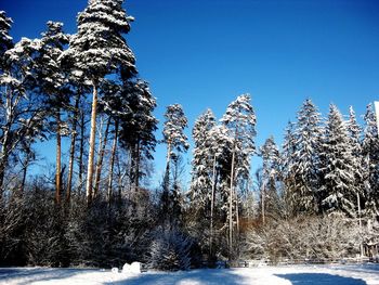 Snow covered pine trees against blue sky