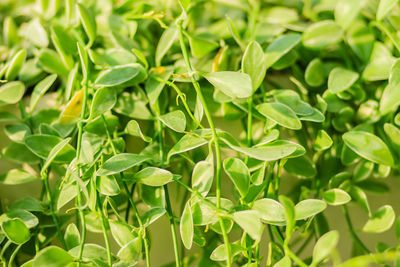 Full frame shot of fresh green leaves