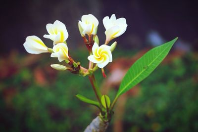 Close-up of flowers blooming outdoors