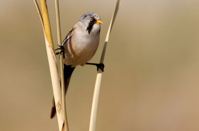 Low angle view of bird perching on cable