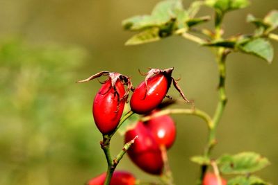 Close-up of red berries growing on plant