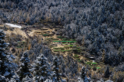 High angle view of trees