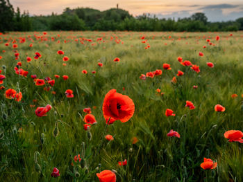 Silhouette of couple over red poppy flowers on field of rye. green plants with red buds.