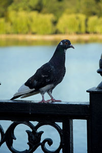 Bird perching on railing by lake