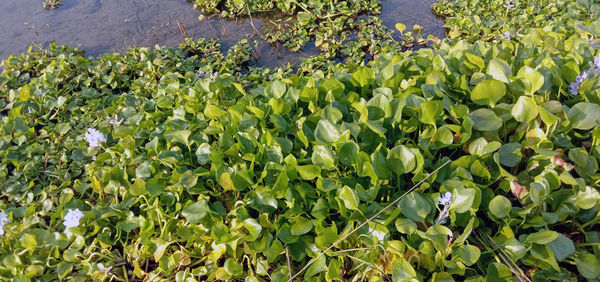 High angle view of fruits growing on tree