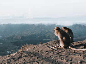 Monkeys on a mountain