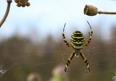 Close-up of spider on web