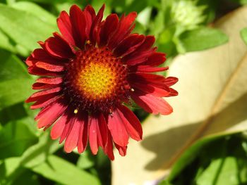 Close-up of red flower blooming outdoors