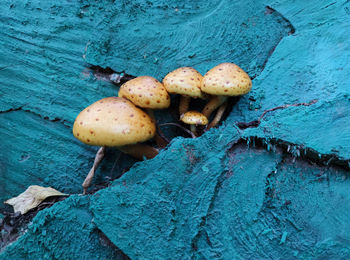 High angle view of mushrooms growing on wood