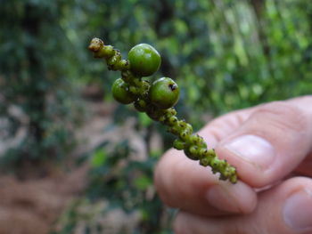 Close-up of hand holding fruit