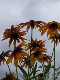 Low angle view of flowering plant against sky