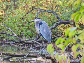High angle view of gray heron perching on tree in forest