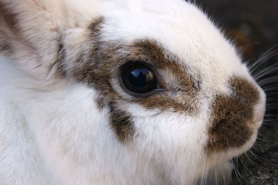 Close-up of rabbit