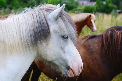 View of horse in ranch