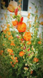 Close-up of red flower