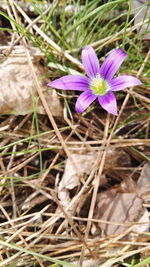 Close-up of purple flowers blooming in field