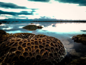 Close-up of turtle in sea