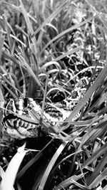 Close-up of snake on grass