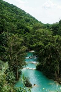 Scenic view of river amidst trees in forest against sky