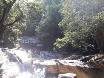 Scenic view of waterfall in forest