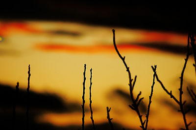 Close-up of silhouette plants on field against sky during sunset