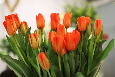 Close-up of red tulip flowers