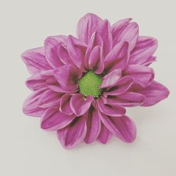 Close-up of flower over white background