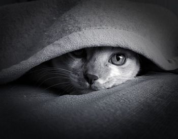 Close-up portrait of a cat