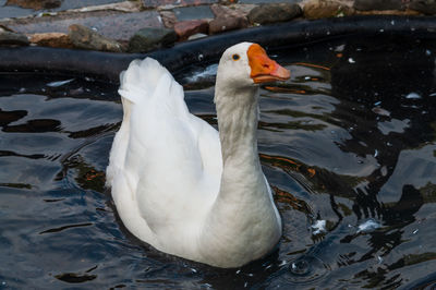 High angle view of duck swimming in lake