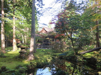 Trees and plants in forest