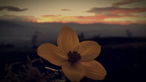 Close-up of yellow flower