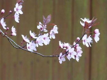 Close-up of flowers on tree